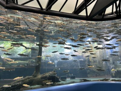 富士湧水の里　森の中水族館。