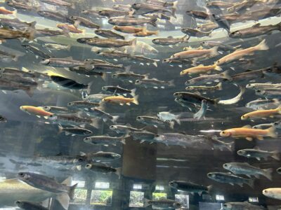 富士湧水の里水族館　森の中水族館。