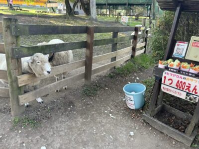 伊香保グリーン牧場の羊と餌