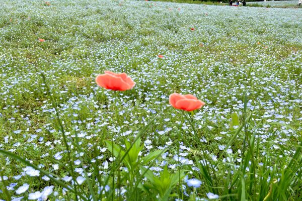 昭和記念公園のネモフィラの写真